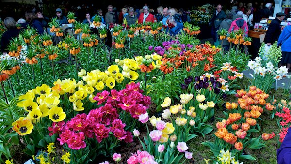 Harrogate Spring Flower Show 2012
