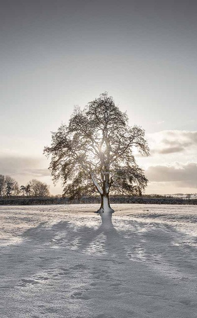 Tree-in-the-Snow-by-Richard-Littlefair