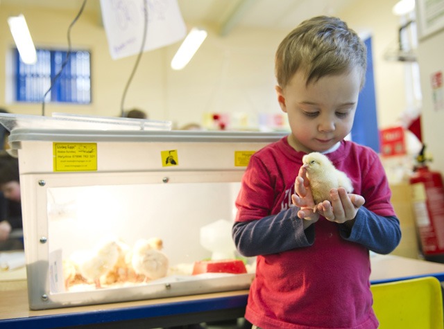 A little chick receives some love and attention at Western Primary School