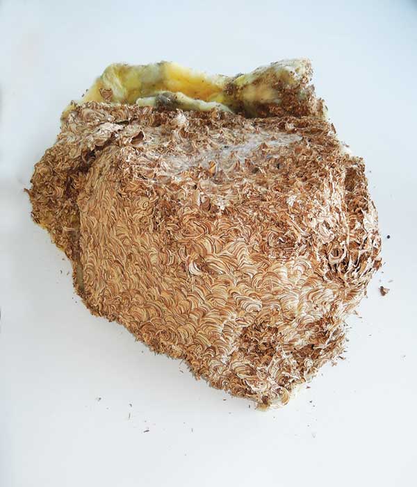 Wasp-nest---top-1