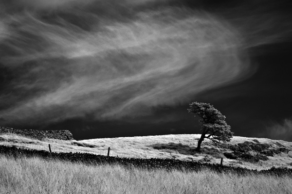 Whistle Down the Wind secured the print category top position for Mike Wood