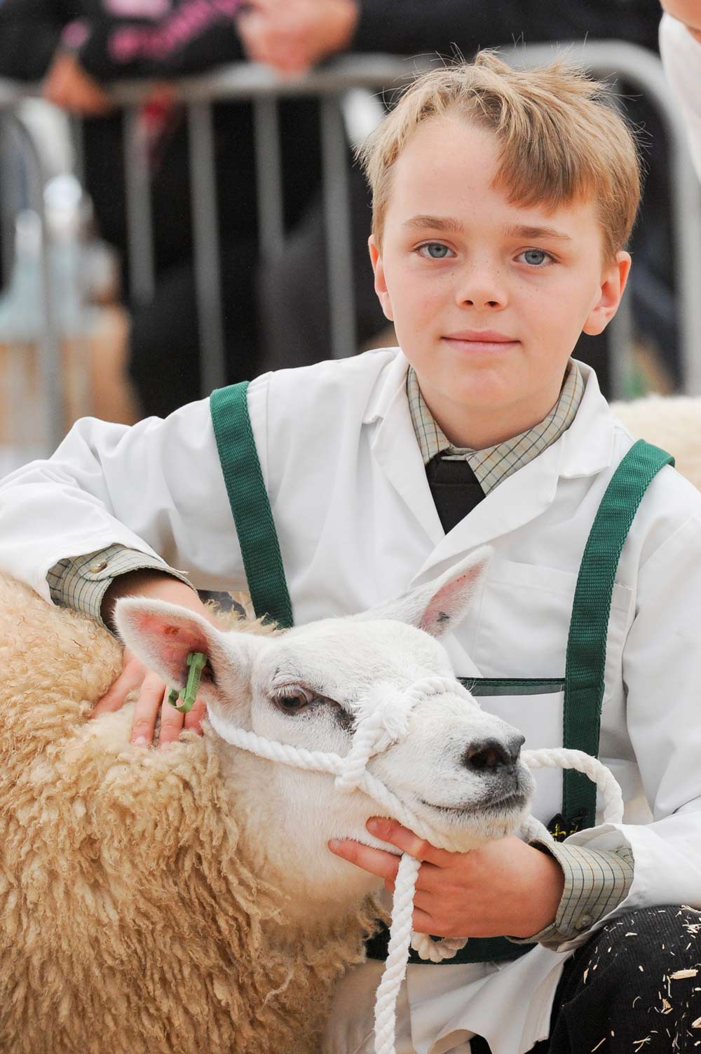 A keen competitor in the young sheep handlers section at Countryside Live 2014