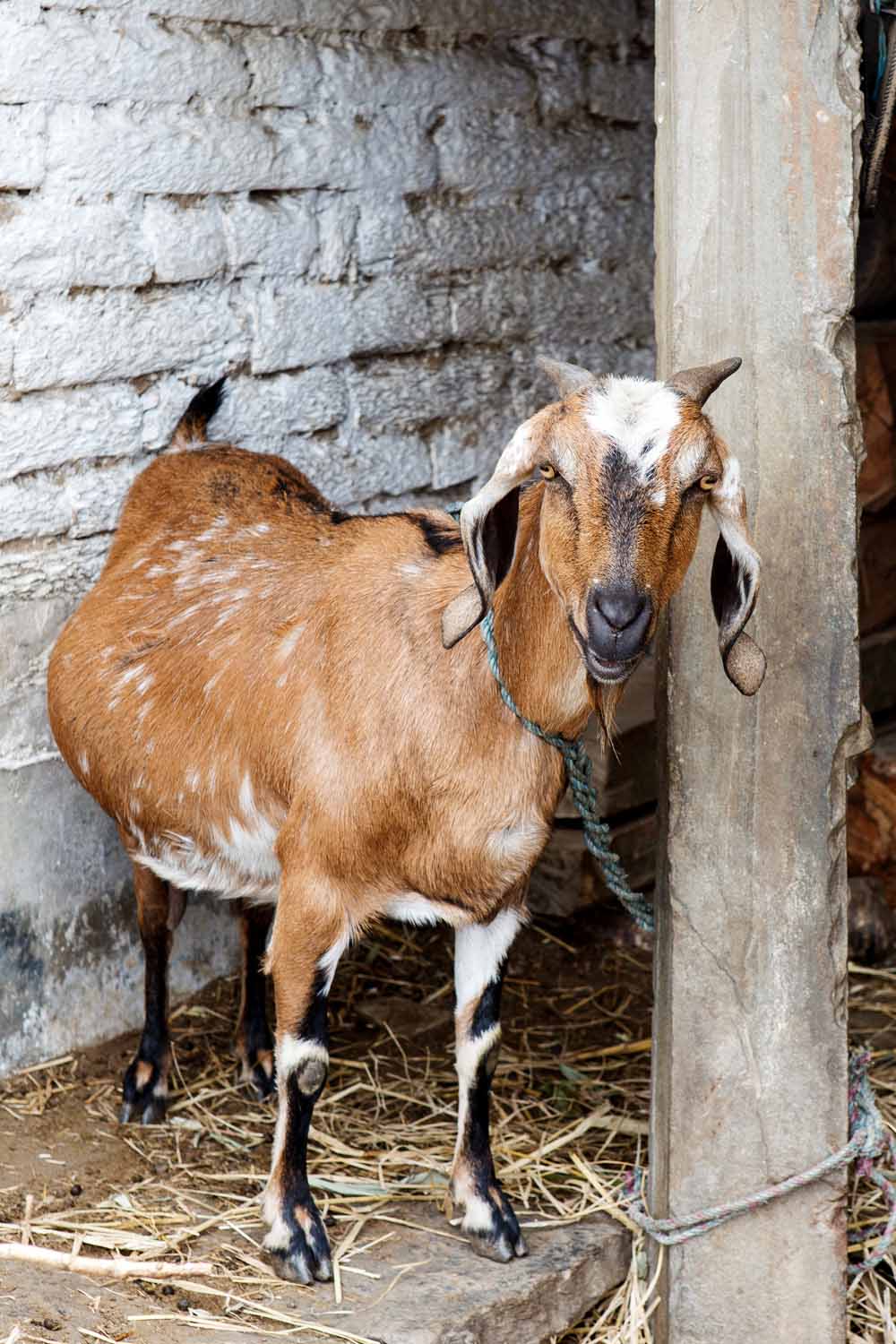 A micro loan goat