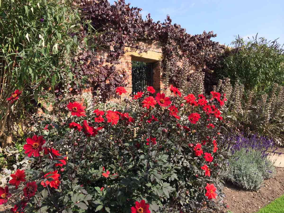 Dahlias in the south border – credit Joanne Parker, National Trust