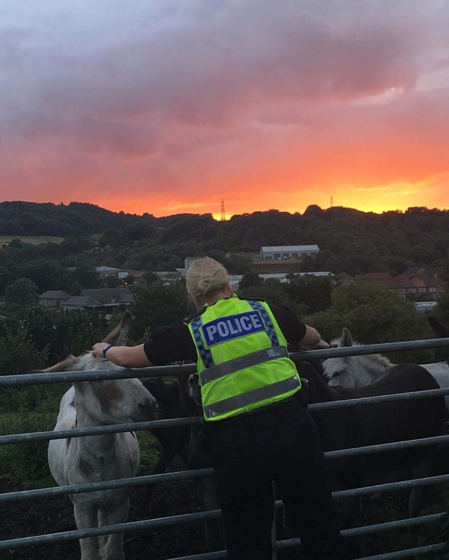 As the sun sets it’s not just humans who need a welfare check
