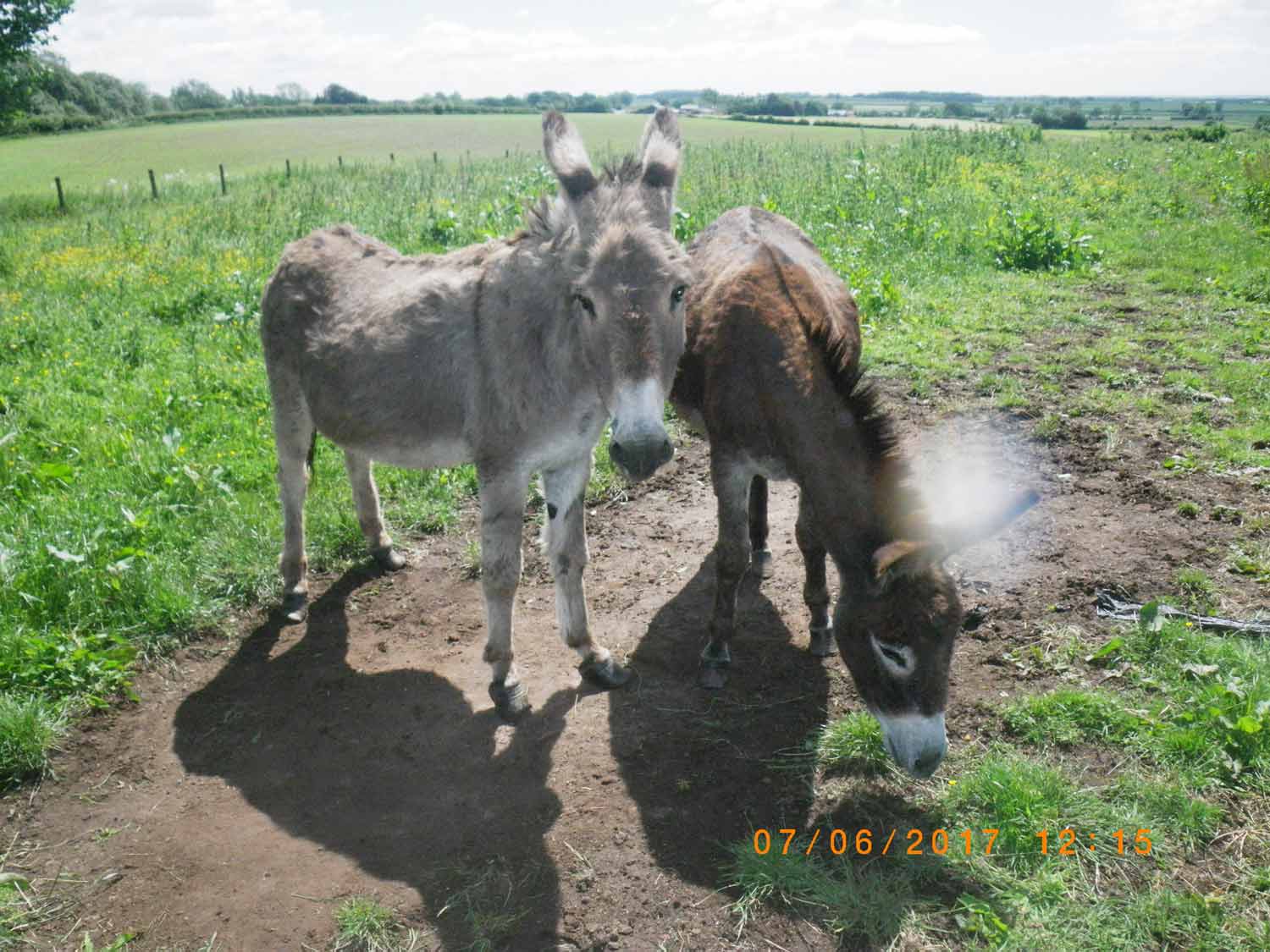 Harrogate Courts give life animal ban for man who neglected donkeys
