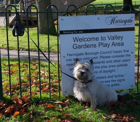 Valley Gardens Dog