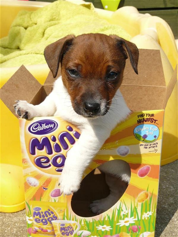 Easter choc puppy