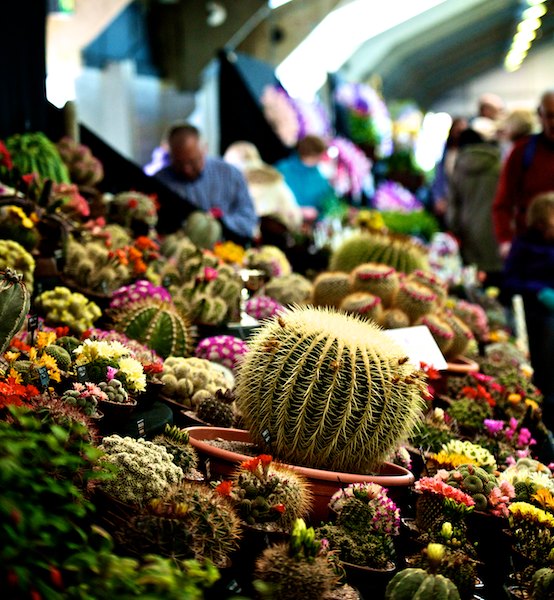 Harrogate Spring Flower Show 2012