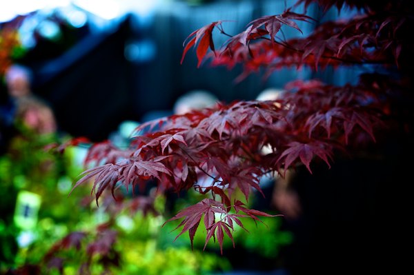 Harrogate Spring Flower Show 2012