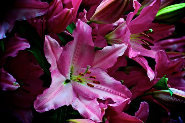 Harrogate Spring Flower Show 2012