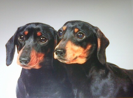 Roxie and Queenie stolen miniature dachshunds