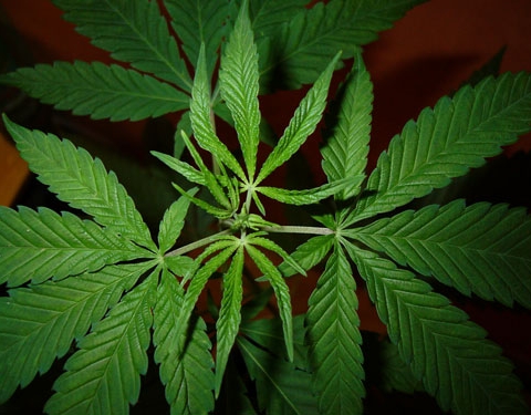 Drug growers stripped of £40,000