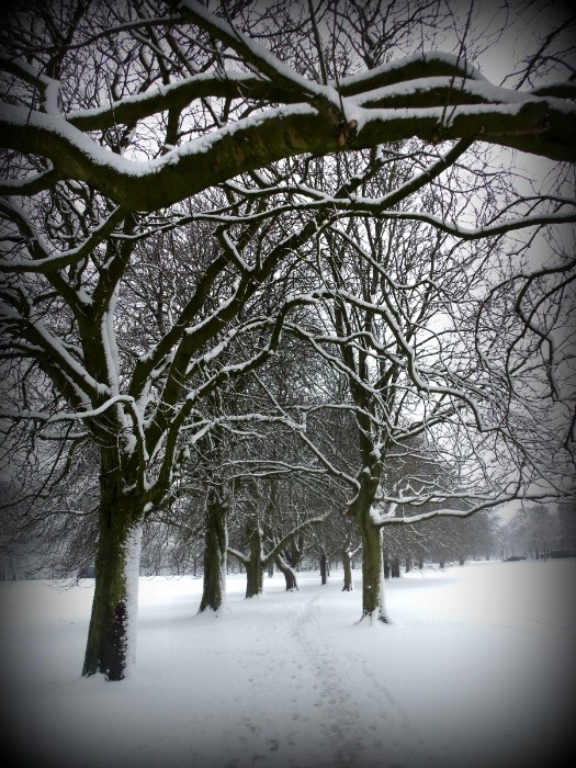 Harrogate Stray by Claire Blenkinsop