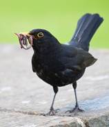 RSPB big garden birdwatch at Stonefall/Panhandle Park and Hookstone Woods