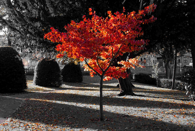 Janet Tankard’s "Flaming November" which won the projected plus category Flaming-November-by-Janet-Tankard