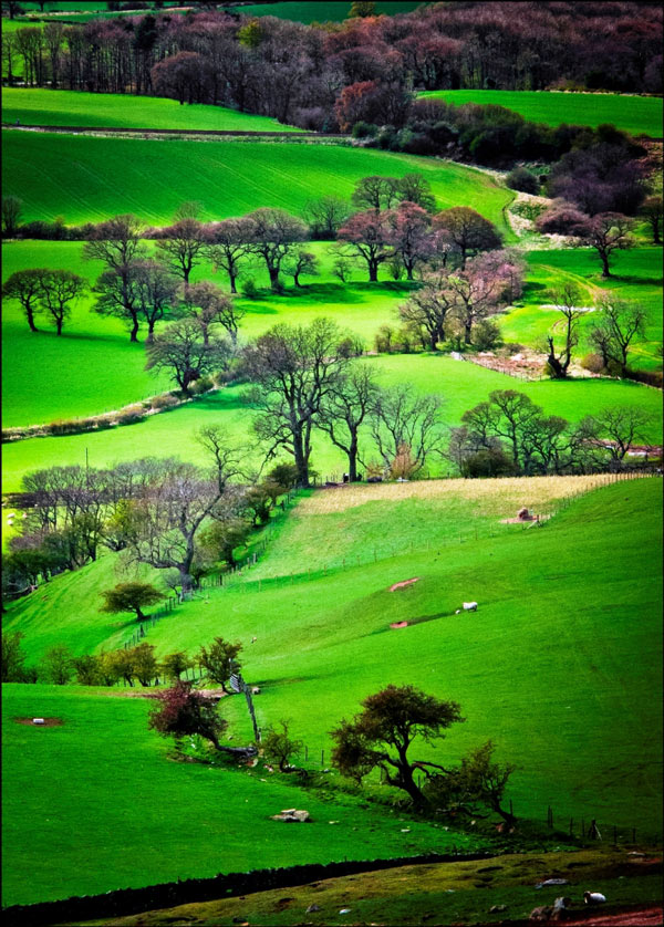 Wendy Ferguson's “Kildale” won the projected category.