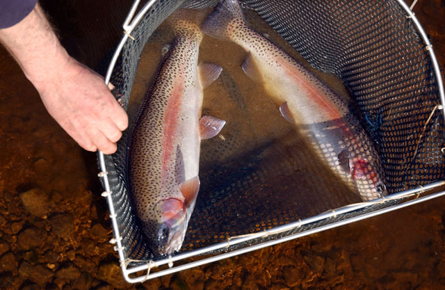 Two of the newest recruits to Yorkshire Water's  fishery in the Washburn Valley