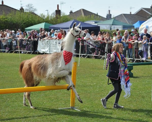 Bilton Gala 2013 012