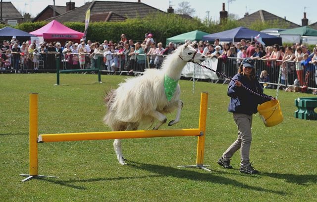 Bilton Gala 2013 014