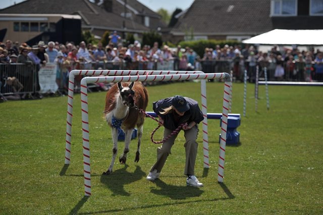 Bilton Gala 2013 015