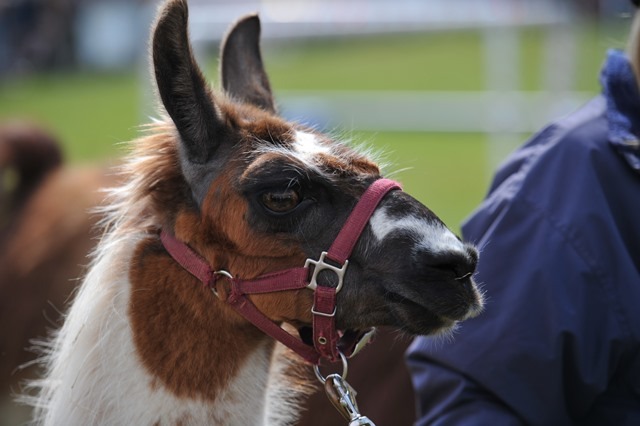 Bilton Gala 2013 016