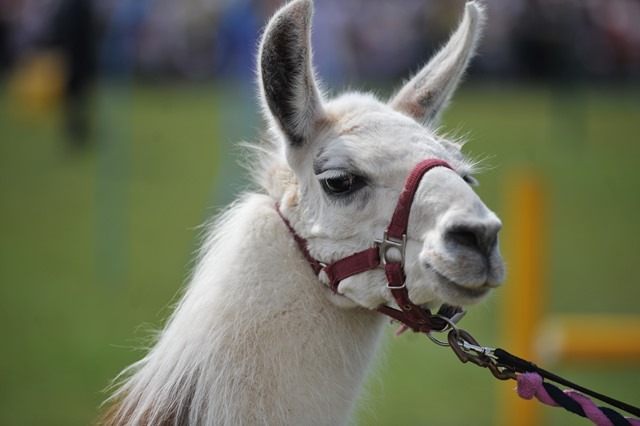 Bilton Gala 2013 017