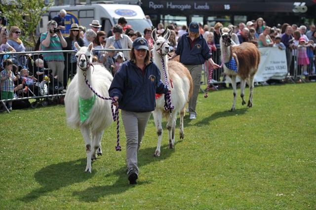 Bilton Gala 2013 018