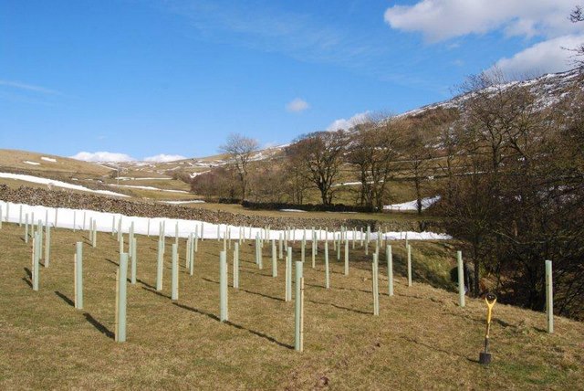 Planting the first section of trees with the Roskell family