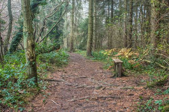 Nidd Woods 2