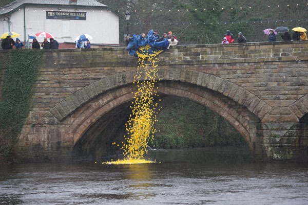 Knaresborough Duck Race1008