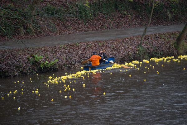 Knaresborough Duck Race1010