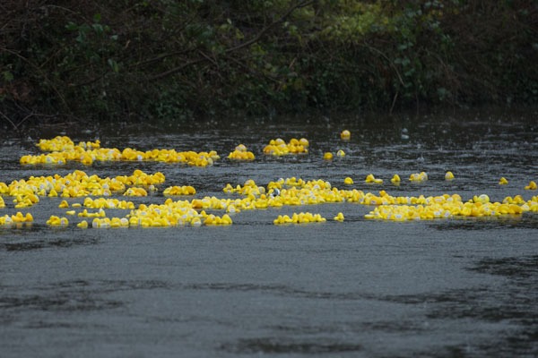 Knaresborough Duck Race1011