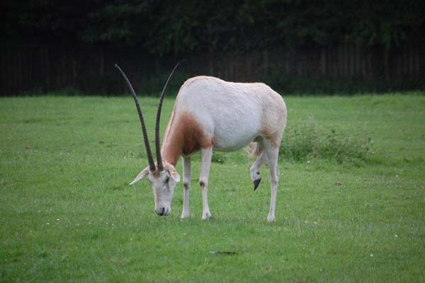 The Scimitar-horned Oryx is extinct in the wild so completely dependent on captive breeding at zoos like Flamingo Land for its survival. Credit: Flamingo Land Theme Park and Zoo