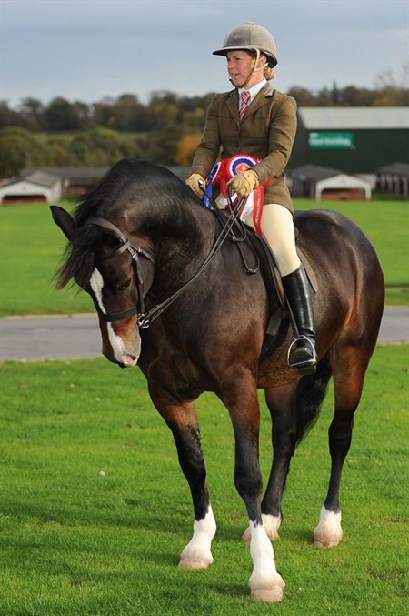 The-Mountain-and-Moorland-Ridden-Champion,-Emma-Boardman-from-Preston-riding-Dyffryngwy-Sir-Picasso-a-Welsh-Section-D-gelding