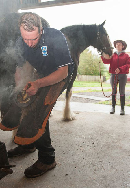 Expert farrier Jason Gajczak getting ready for the World Team Championship farriery competition at Countryside Live with Beattie, a 9 year old Clydesdale mare and the horse's rider, Jen Spin