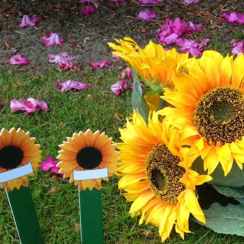Dedicate a sunflower plaque to celebrate the life of someone special this summer at Saint Michael’s Hospice