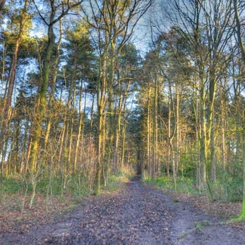 Harrogate Pinewoods