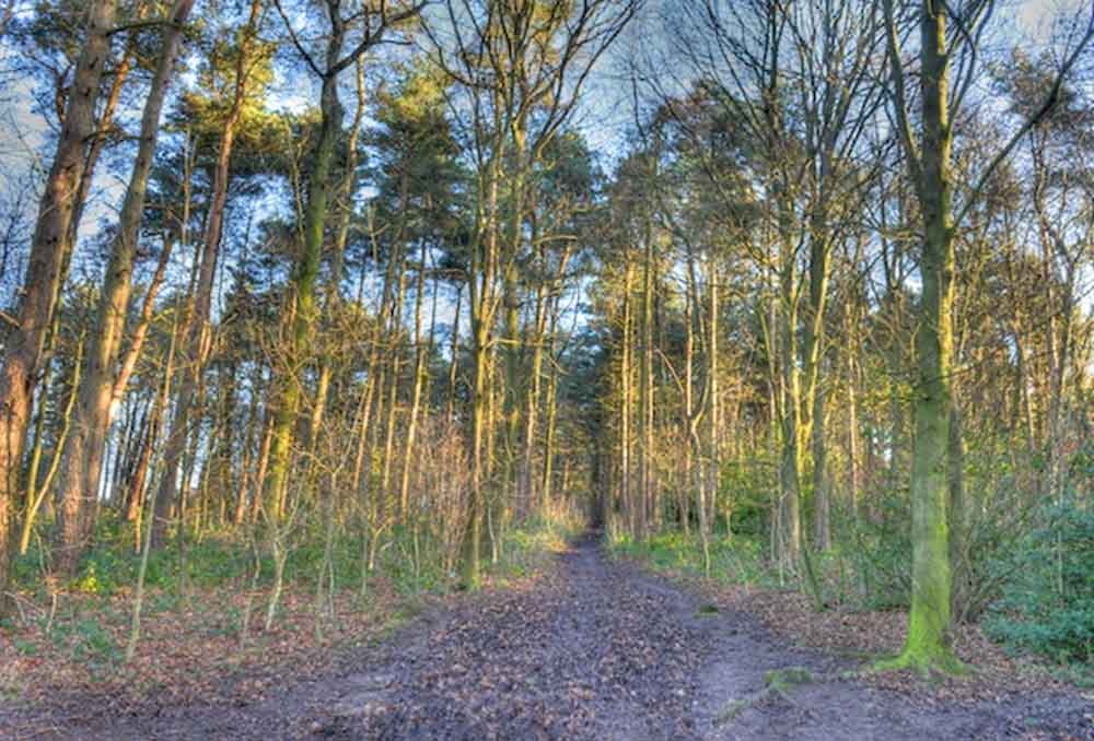 Harrogate Pinewoods