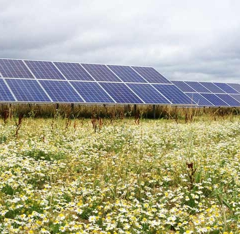 Wild-chamomile-at-Tavells-Solar-Farm