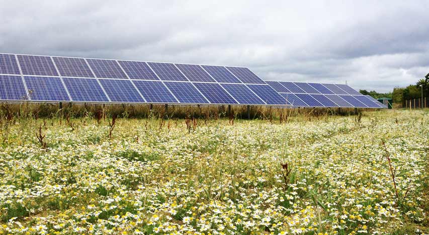 Wild-chamomile-at-Tavells-Solar-Farm