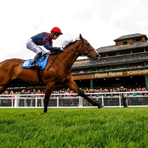 Ripon Races