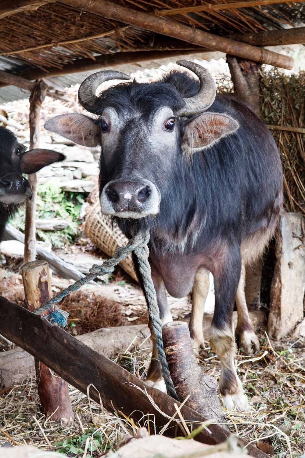 A micro loan buffalo