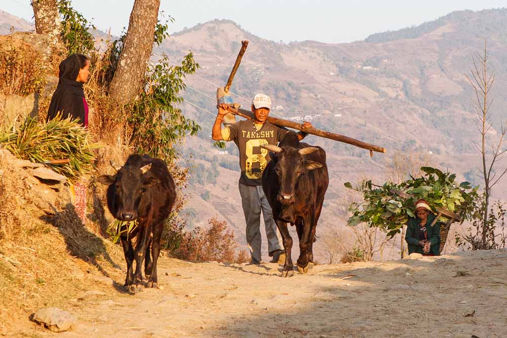 Sirubari villagers returning home after a day in the fields, Panchamul Valley