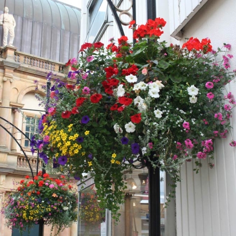 Harrogate in bloom