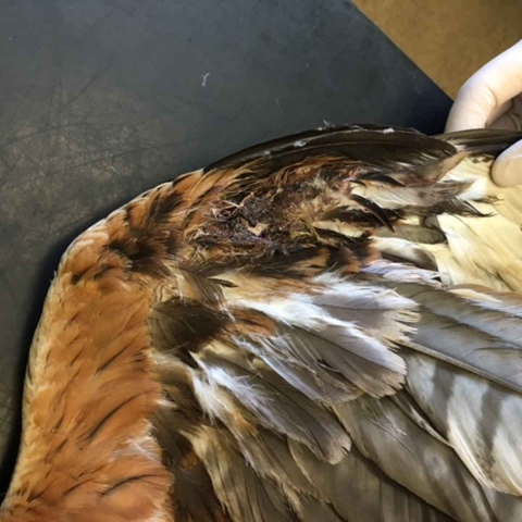 red kite
