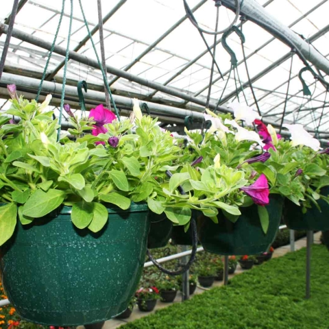 Harrogate Nursery