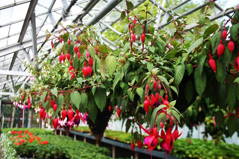 hanging-fuchsias