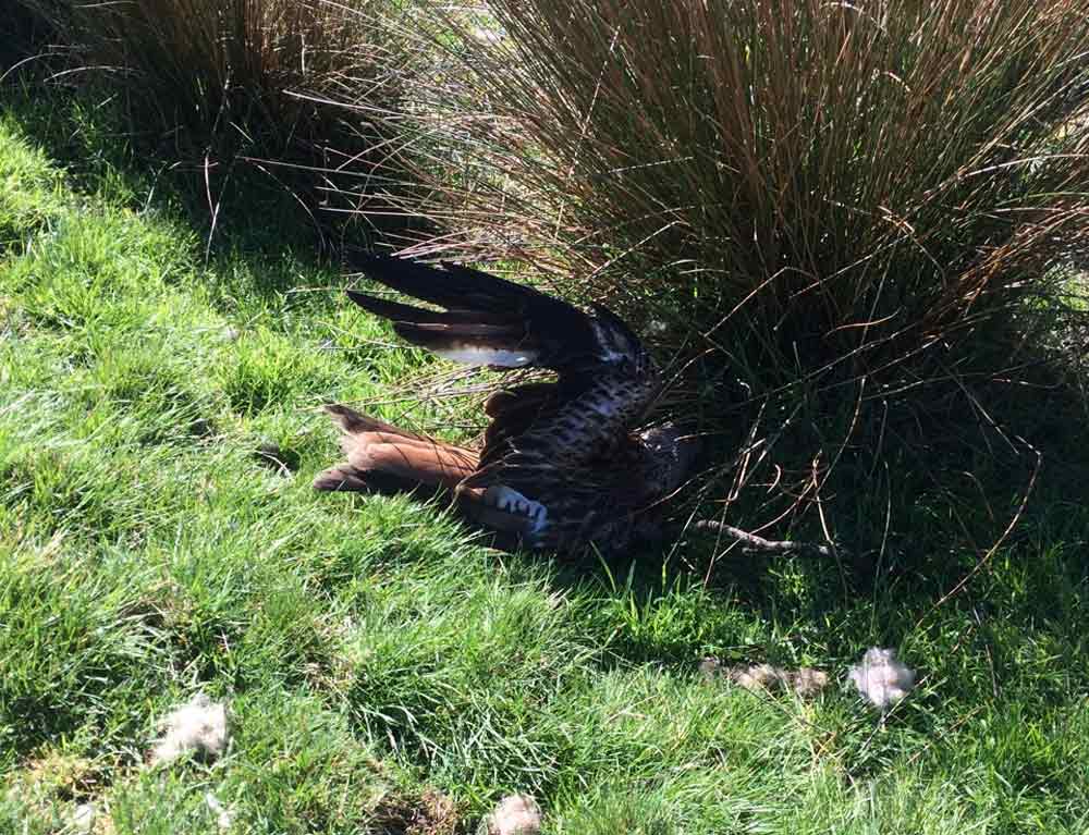 red kite