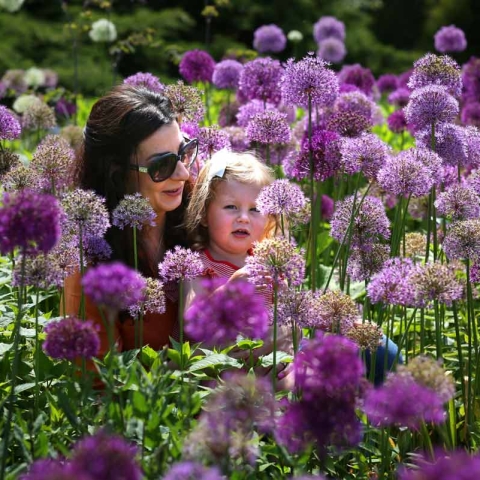 RHS Harrogate